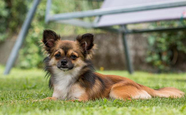 Chihuahua impose un strict contrôle sur le langage dans les écoles