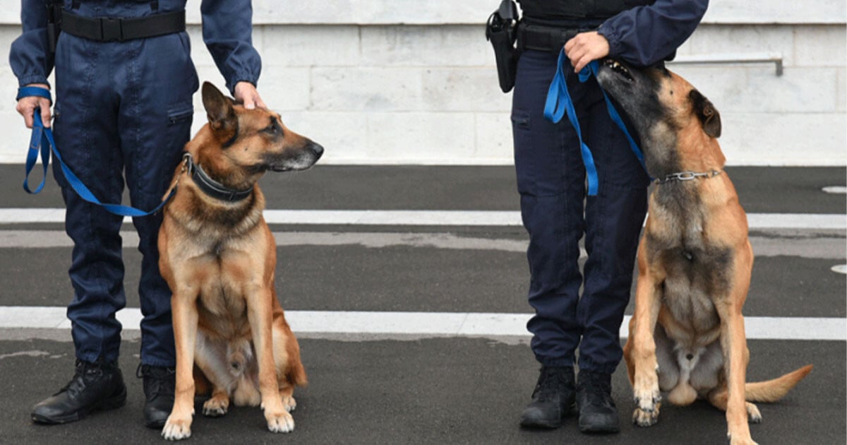 Un chien de police arrête un voleur en plein acte
